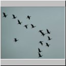 Phalacrocorax carbo - Kormoran 04 Steinhuder-Meer.jpg